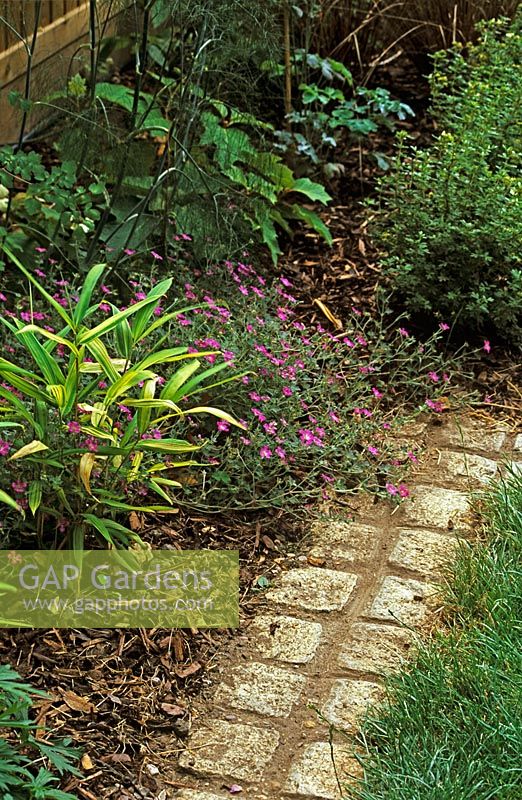 Pleibastus auricomus and Geranium 'Kashmir Pink' yellow in border - Catharine Mallalieu's garden, border design by David Sorrell and Janet Johnson 