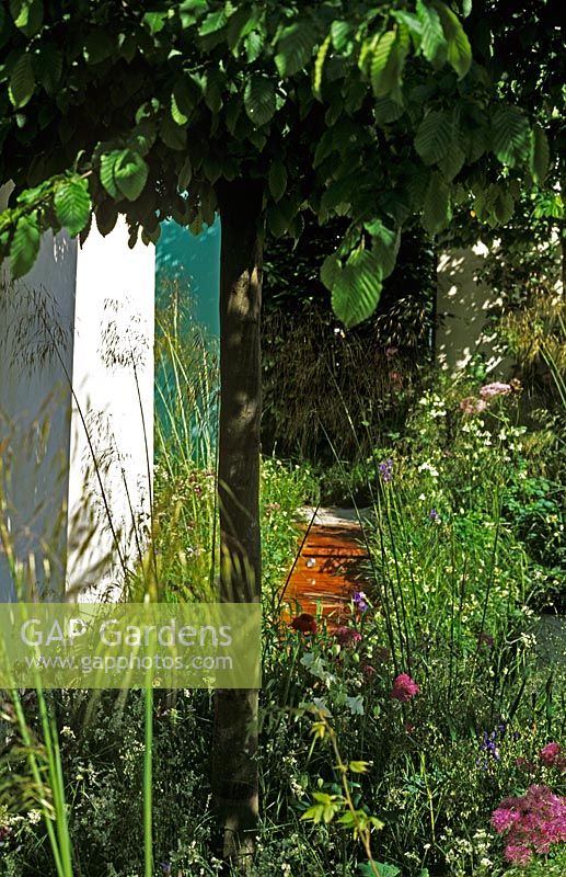 These Four Walls Garden at Chelsea Flower Show 2006 with Stipa gigantea and Thalictrum in border beside painted walls 