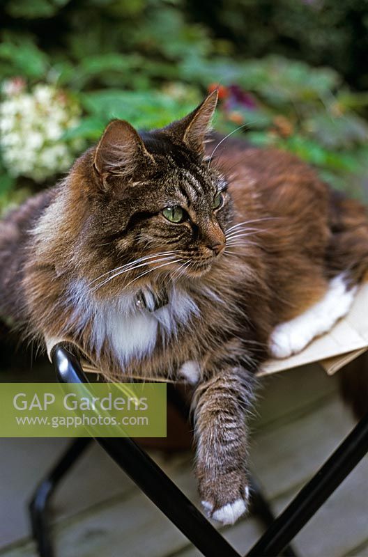 Cat on folding seat in garden