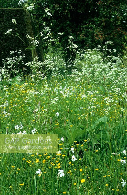 Meadow at Great Dixter with cow parsley (Anthriscus sylvestris), buttercups and Narcissus poeticus var. recurvus - Pheasant's eye narcissus. Emerging Inula foliage in foreground.