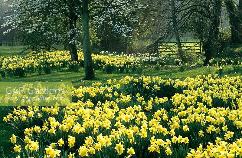 Spring garden with Narcissus - Daffodils and blossom in the orchard meadow at Great Dixter