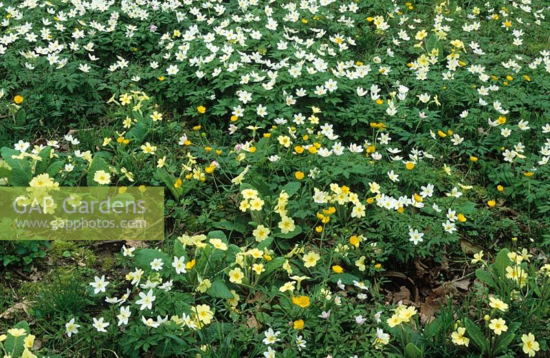 Anemone nemorosa with Primula vulgaris and Ranunculus auricomus