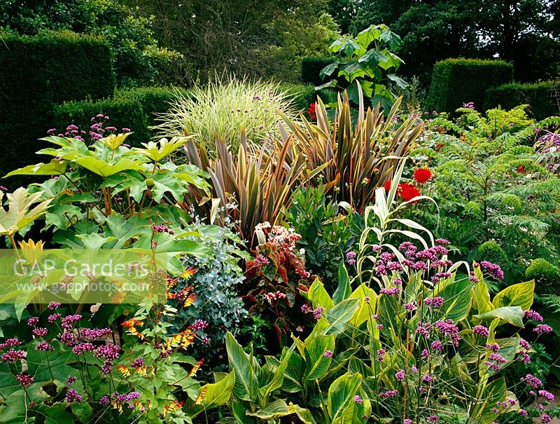 The exotic garden at Great Dixter. Planting includes Paulownia tomentosa, Tetrapanax papyrifer, Phormium 'Sundowner', Canna 'Striata' and Verbena bonariensis 