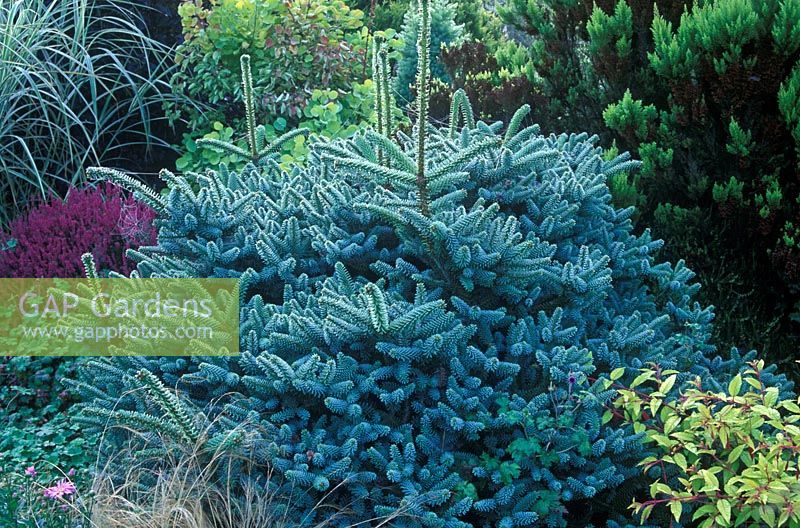 Abies pinsapo 'Horstmann' - Spanish Fir - Conifer with blue foliage and cobweb in border