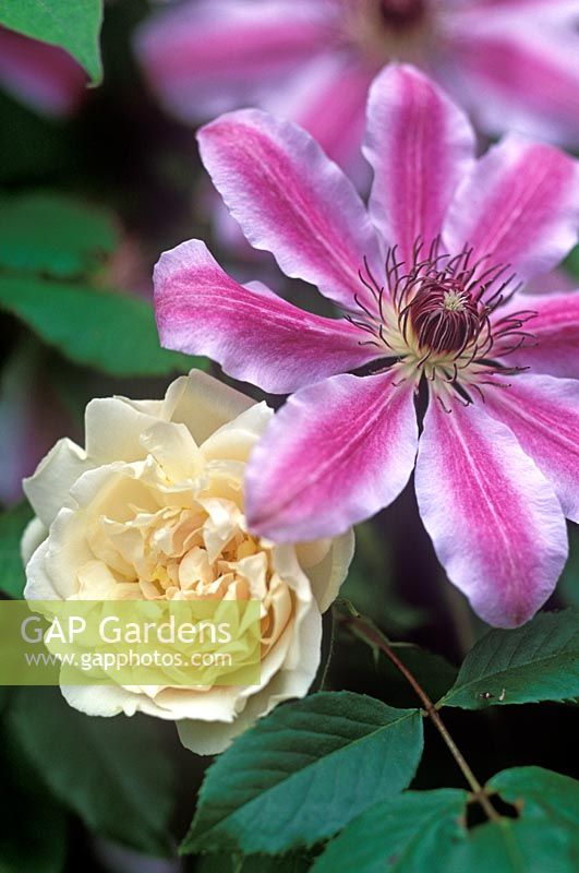 Clematis 'Nelly Moser' and Rosa 'Madame Alfred Carriere'