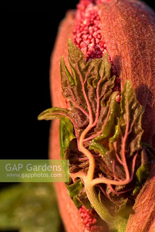 Rheum palmatum 'Atrosanguineum' - Flower head in bud