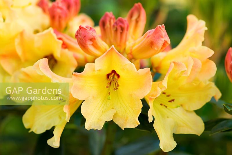Rhododendron 'Nancy Evans' 