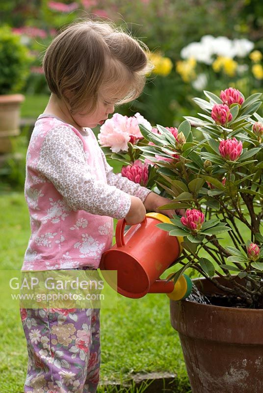 Young girl watering Rhododendron 'Dreamland'