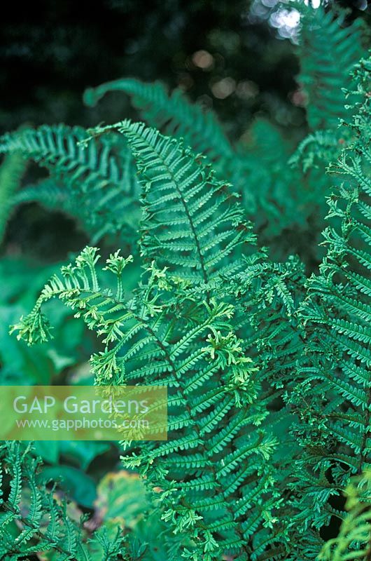 Dryopteris affinis 'Cristata' (synonymous with Dryopteris affinis Cristata 'The King') 