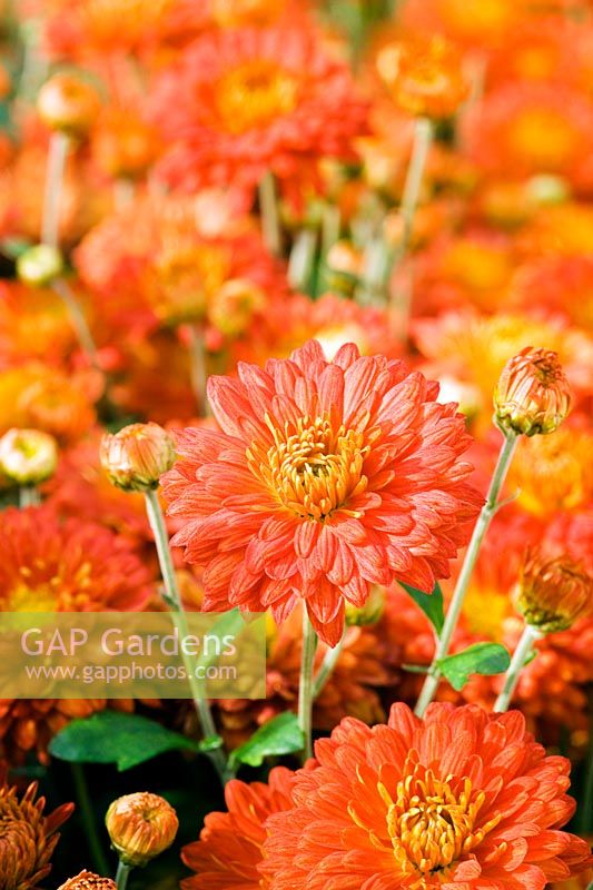 Chrysanthemum 'Brightness'