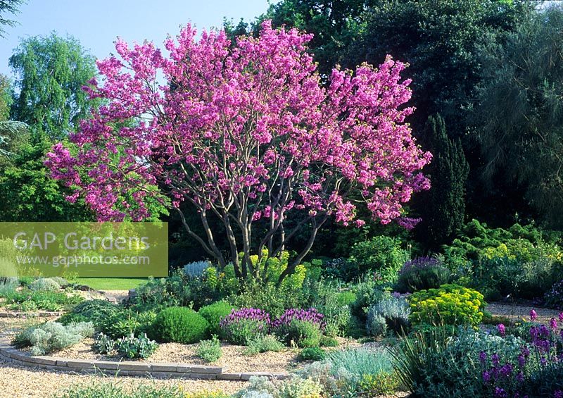 Planting includes Cercis siliquastrum in blossom, Euphorbia characias and Lavandula stoechas in gravel garden - Beth Chatto, The Dry Garden 

