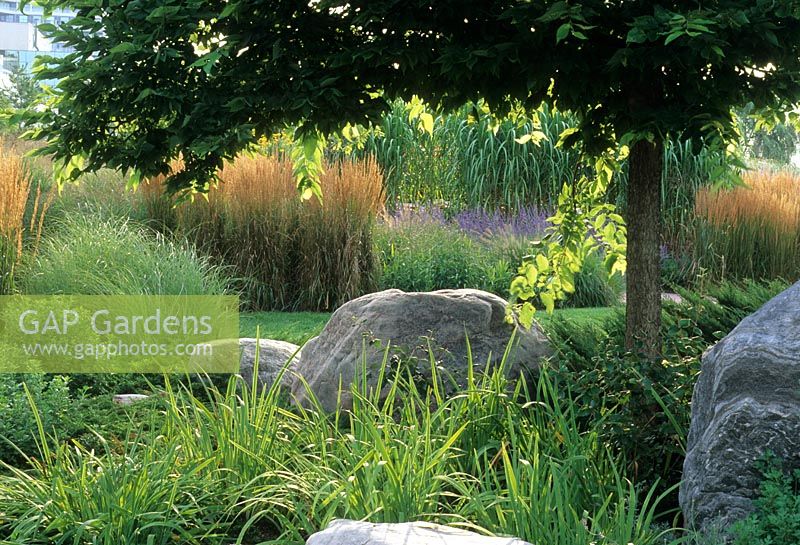 Rocks and boulders in border beneath tree with Calamagrostis acutiflora - The Toronto Music Garden, Canada