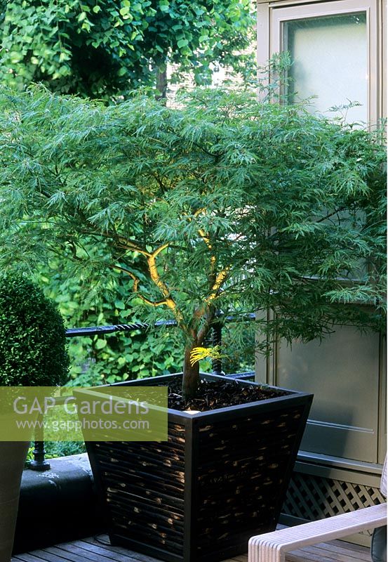 Acer palmatum 'Dissectum' in contemporary oriental style bamboo container with uplighter in soil at The Suleyman Roof garden in London 