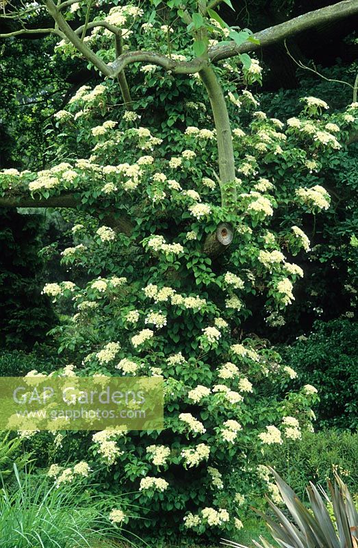 Hydrangea petiolaris climbing up a tree syn. H anomala subsp. petiolaris