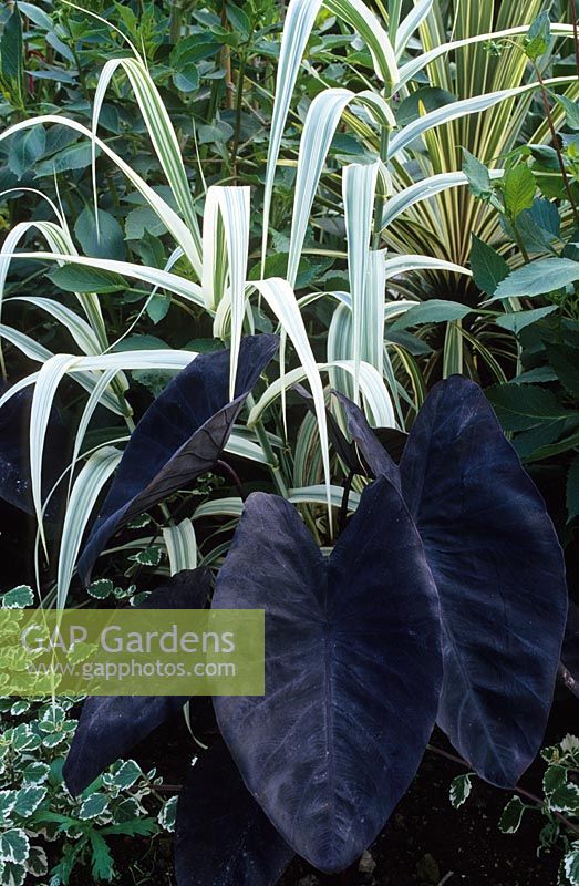 Summer combination with Colocasia esculenta 'Black Magic' (Taro) with Plectranthus madagascariensis 'Variegated Mintleaf' and Arundo donax var. versicolor syn. 'Variegata' in the exotic garden at Great Dixter