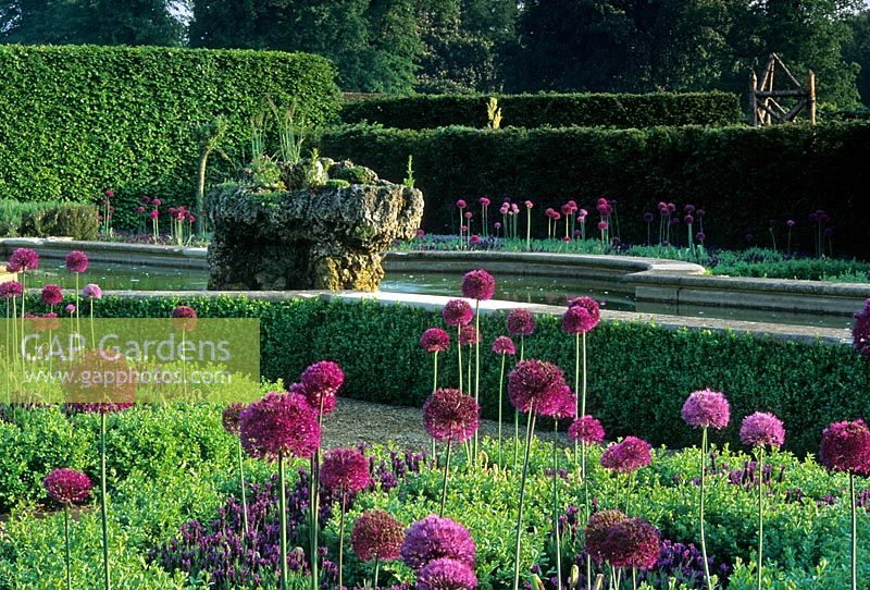 Alliums in box edged borders surrounding water feature -  The Walled Garden, Houghton Hall, Norfolk  