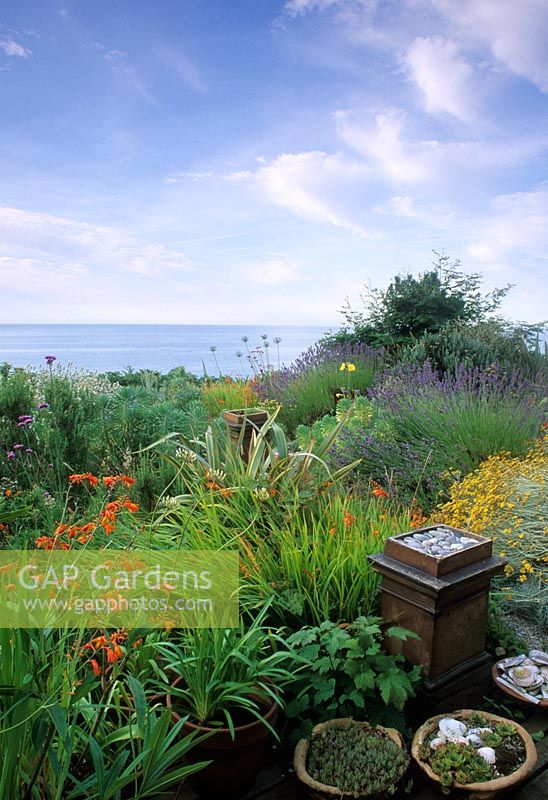 Seaside gravel garden with Crocosmia, Helichrysum, Verbena bonariensis, Euphorbia characias, Lavandula and Phormium - Dawlish, Dorset 