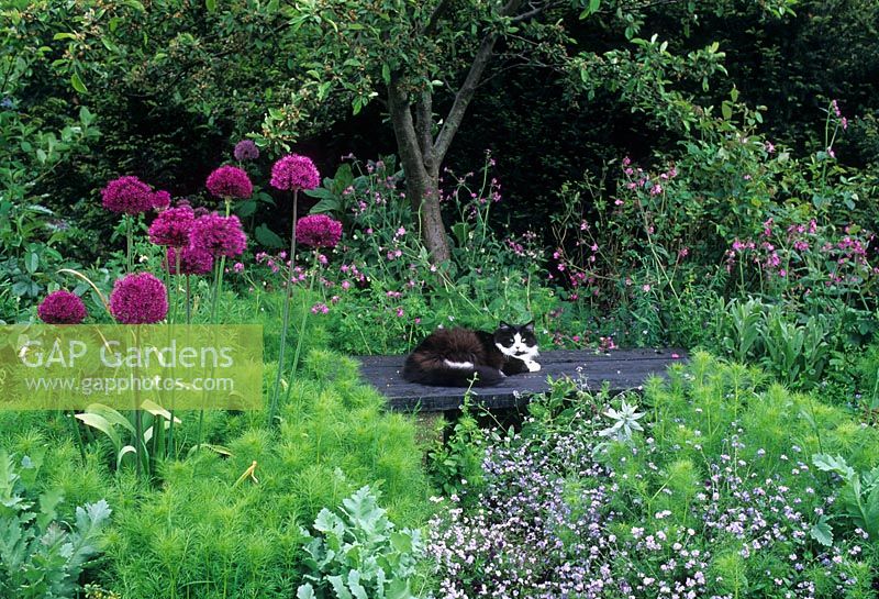 Cat on bench with Alliums, Nigella, field Campion and Myosotis in wild area of garden - Park Farm