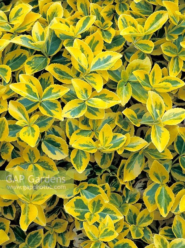 Euonymus fortunei 'Emerald n' Gold' 