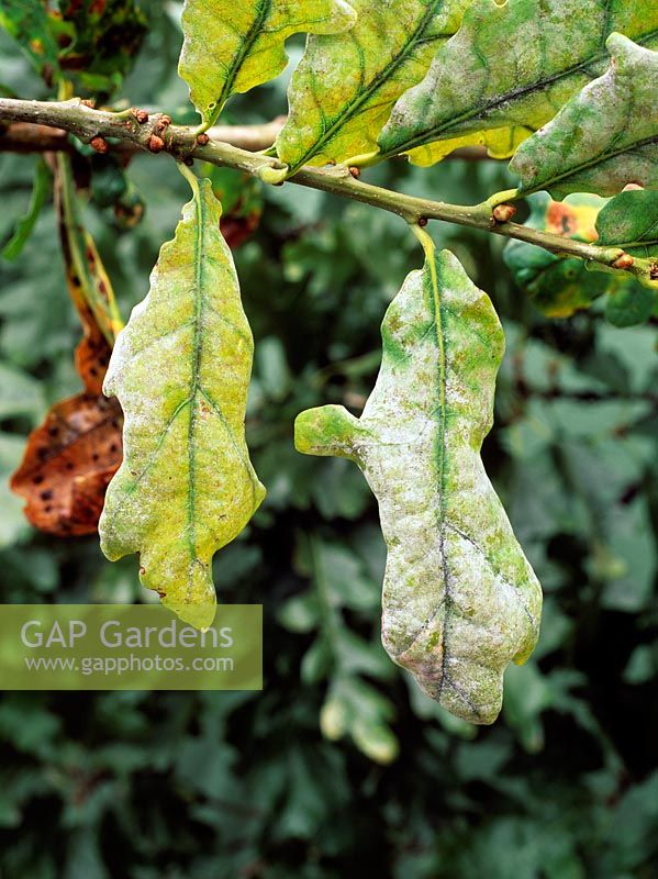 Microsphaera alphitoides - Oak Powdery mildew on Quercus leaves 
