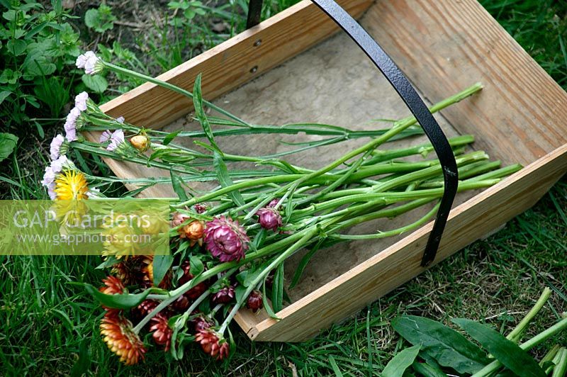 Stripping leaves from Helichrysum - Straw flower, Everlasting flower to prepare them for drying.