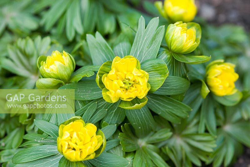 Eranthis 'Noel Ayres' - Aconites. A rare double form flowering in March