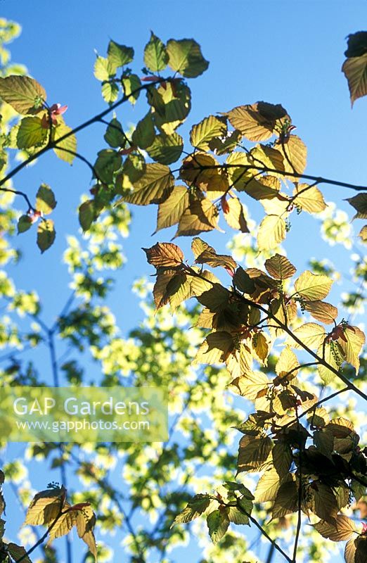 Acer capillipes - Red snake-bark maple