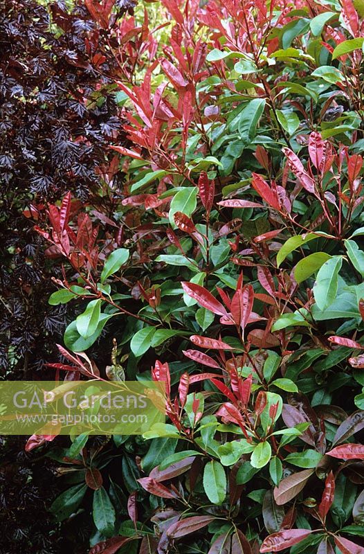 Photinia x fraseri 'Red Robin', showing red colour of new, young spring foliage