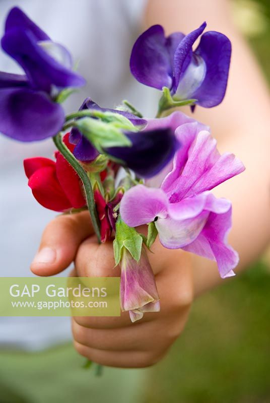 Young girl holding freshly picked bunch of sweet peas closeup of hand