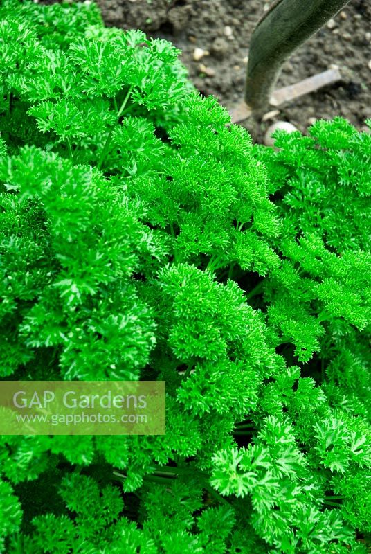 Petroselium crispum - Moss-leaved Parsley growing kitchen garden 