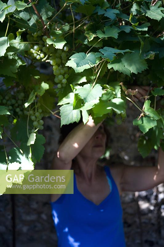 Woman selecting mature bunch of grapes for cutting from trained vine