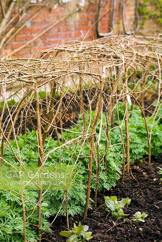 Herbaceous support provided by young green peasticks bent and shaped around perennial plant in late spring