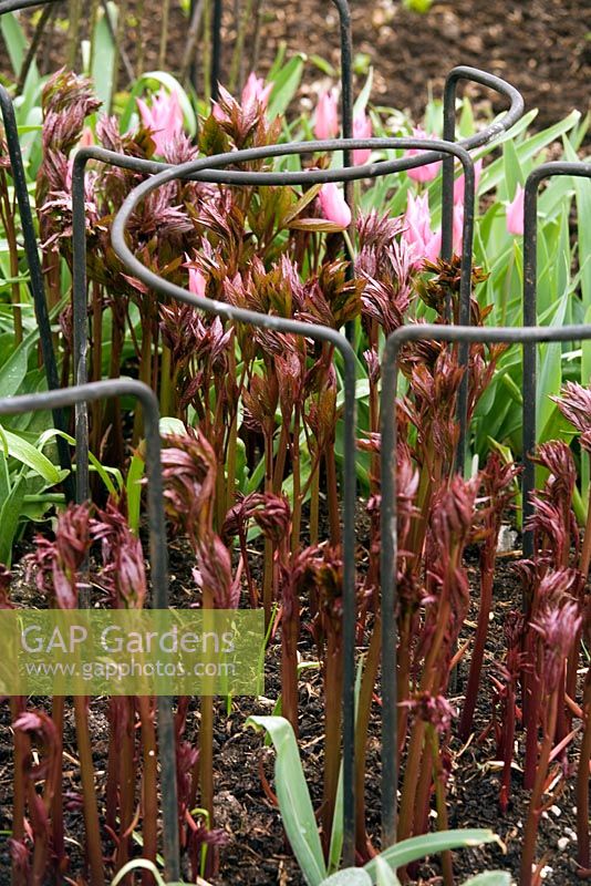 Paeony shoots in perennial border in late spring - Iron support hoops are placed early to avoid damage