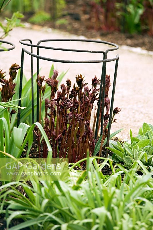 Paeony shoots in perennial border in late spring - Iron support hoops placed early to minimize damage