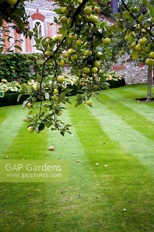 Malus 'D'Arcy Spice' - Apples grown as standard trees in small garden to provide autumn effect