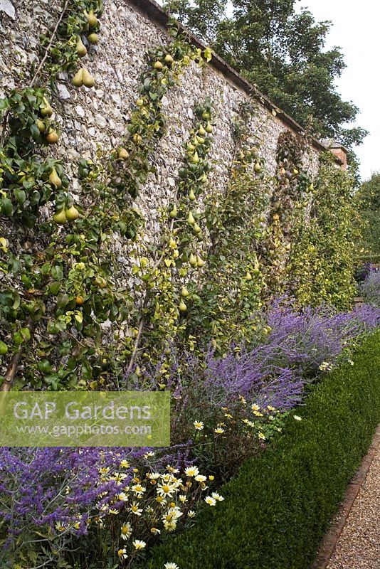 Strong contrasting texture and structure in autumn garden - Peroskia atrificifolia 'Blue Spire' and low clipped buxus hedging against flint wall and pears grown as oblique cordons