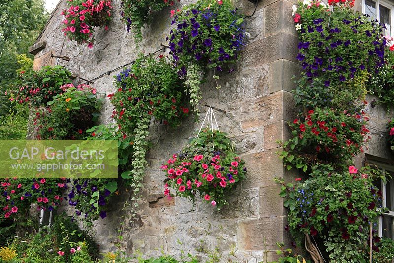 Hanging baskets on stone wall of house in Derbyshire Dales 

 