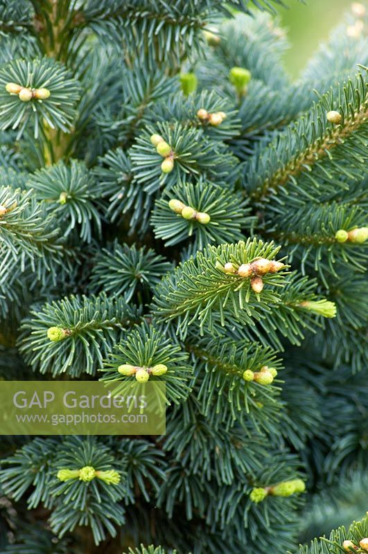 Abies lasiocarpa var. arizonica 'Compacta' - Corkbark fir