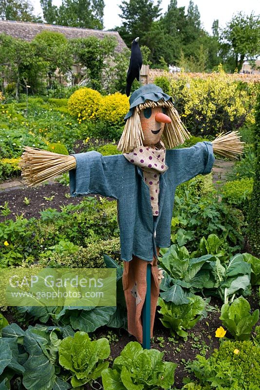 Scarecrow in the potager, well known formal vegetable garden - Barnsley House Gardens, Glos - Former garden of Rosemary Verey 
