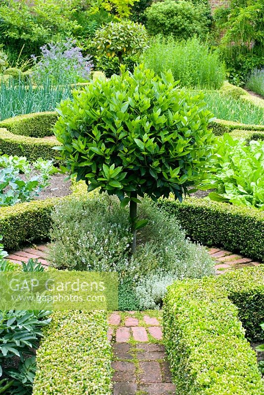 Parterre vegetable garden with clipped Privet hedging and Bay tree - Hillesley House, Gloucestershire