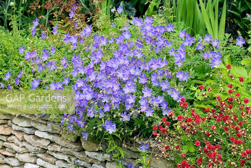 Helianthemum 'Cerise Queen' and Geranium 'Johnsons Blue' growing on top of stone wall - Hillesley House, Gloucestershire 