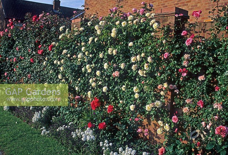 Colourful small town garden - Garden wall with climbing roses in evening light - Dene Court, Chelmsford