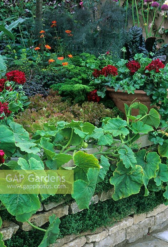 Stone raised bed with Solieriolia in gaps - Marrow, Lettuce and parsley grown in blocks and Pelargoniums in containers to add ornamental colour