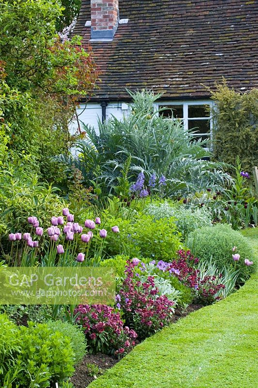 Spring Border at Eastgrove Cottage with Tulipa 'Bleu Aimable' with Erysimum 'Bloomsy Baby Purple' (wallflower) and Viola cornuta in the foreground