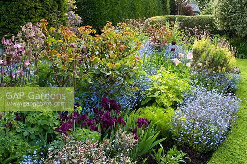 Spring border at Eastgrove Cottage with Myosotis, Iris 'Cherry Gardens', Salvia officinalis 'Tricolor' and Aquilegias