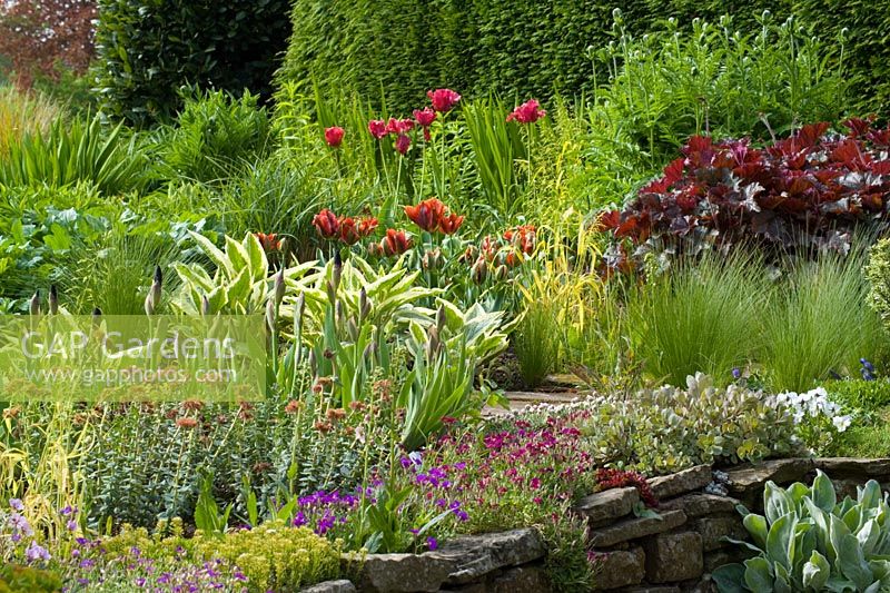 Spring planting at Eastgrove Cottage with Tulipa, Iris, Symphytum and Heuchera
