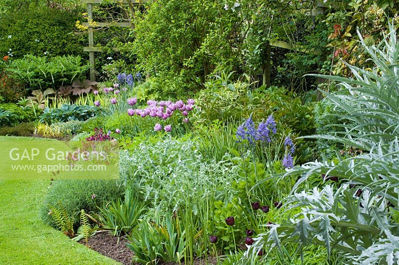 Curving border and lawn with neat, sharp edges at Eastgrove Cottage in spring. Tulipa 'Bleu Aimable', Tulipa 'Queen of Night', Camassia leictlinii Caerulea Group,  Wallflower 'Bloomsy Baby Purple', Cynara cardunculus