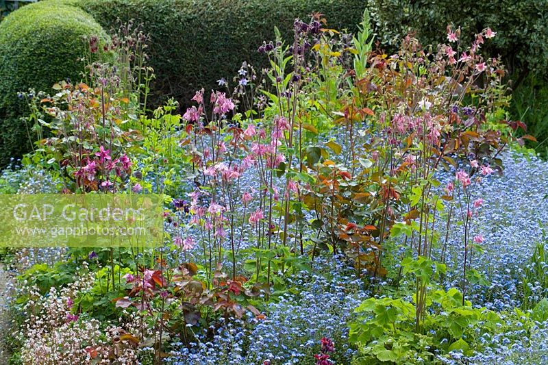 Spring border at Eastgrove Cottage with Myosotis - Forget-me-nots and Aquilegias - Columbines