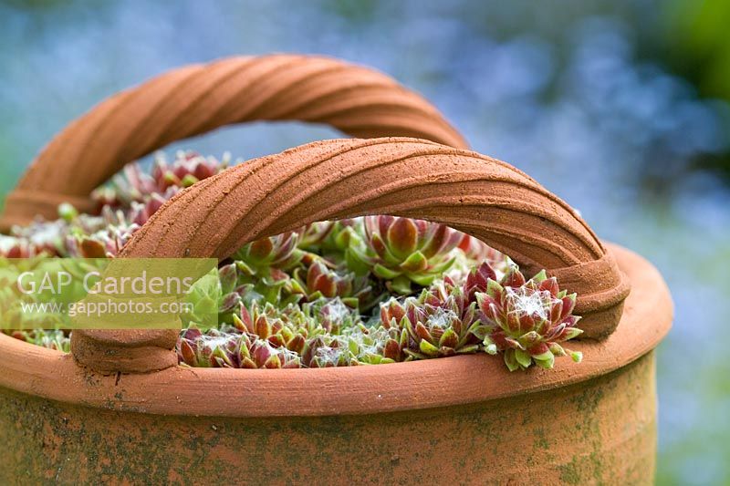 Sempervivum - Houseleeks in a terracotta basket