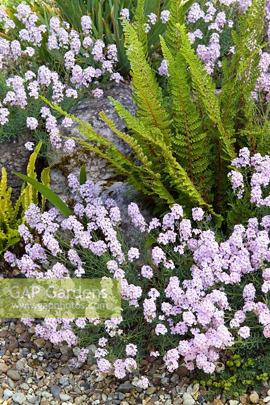 Aethionema grandiflorum syn. A pulchellum - Stone cress with fern on the rock garden at Glen Chantry